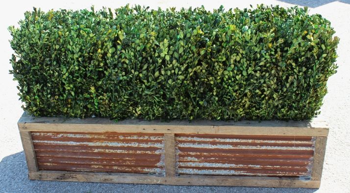 48" Preserved Boxwood Hedge